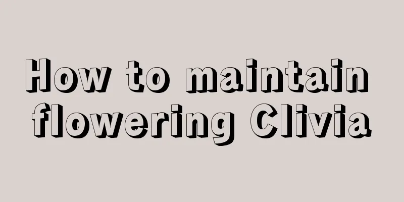 How to maintain flowering Clivia