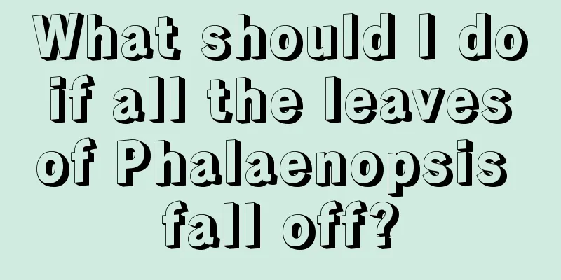 What should I do if all the leaves of Phalaenopsis fall off?