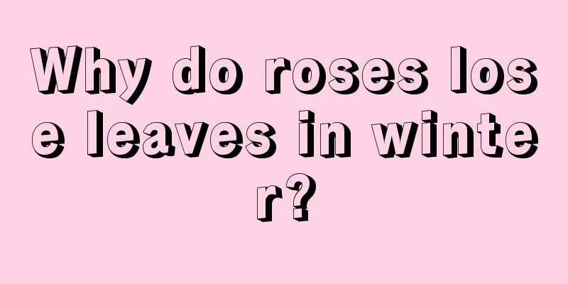 Why do roses lose leaves in winter?