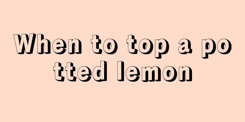 When to top a potted lemon