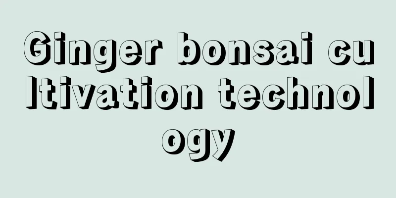 Ginger bonsai cultivation technology