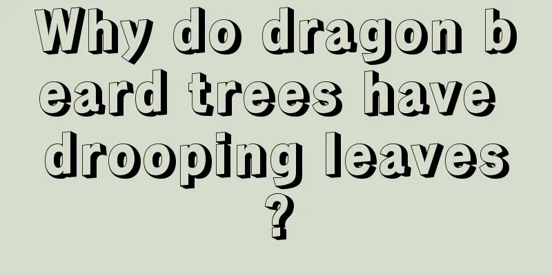 Why do dragon beard trees have drooping leaves?