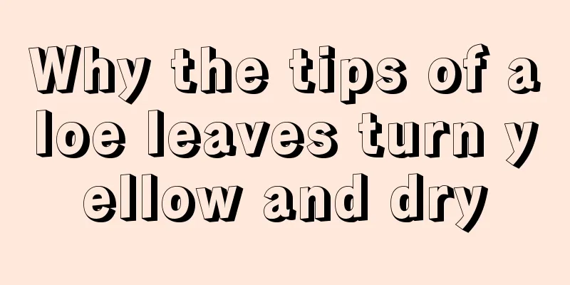 Why the tips of aloe leaves turn yellow and dry