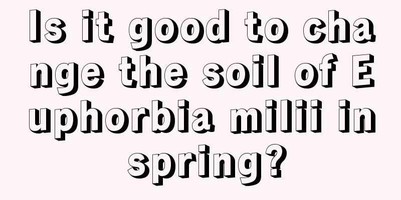 Is it good to change the soil of Euphorbia milii in spring?