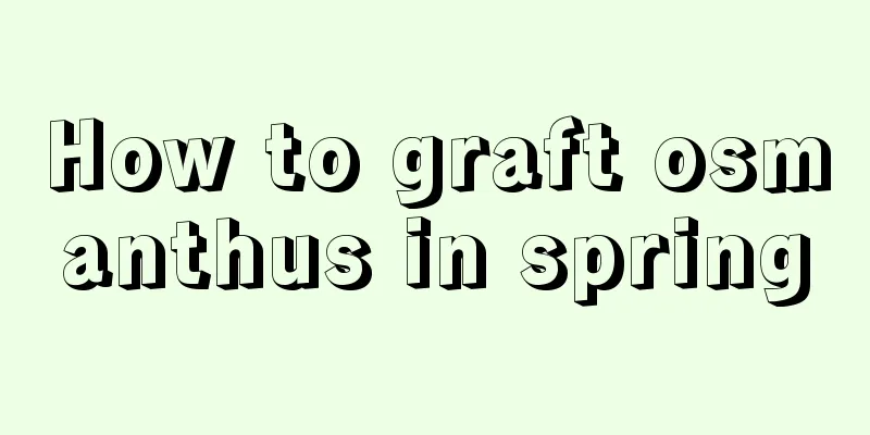 How to graft osmanthus in spring