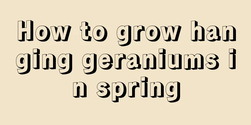 How to grow hanging geraniums in spring