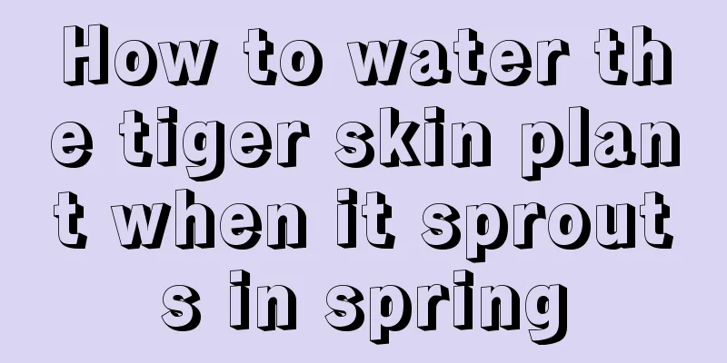 How to water the tiger skin plant when it sprouts in spring