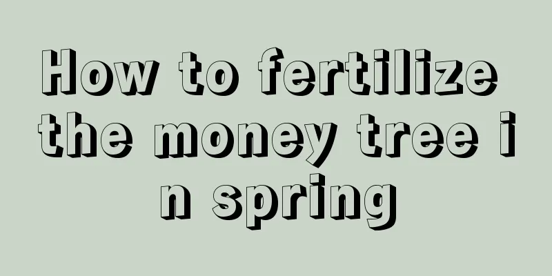 How to fertilize the money tree in spring