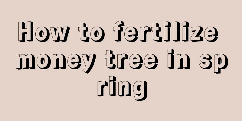 How to fertilize money tree in spring