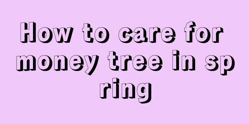 How to care for money tree in spring