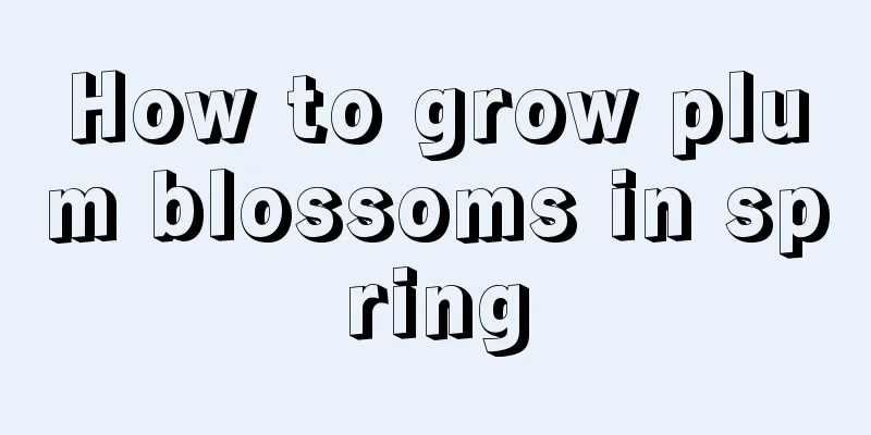 How to grow plum blossoms in spring