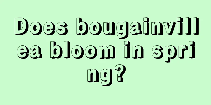 Does bougainvillea bloom in spring?