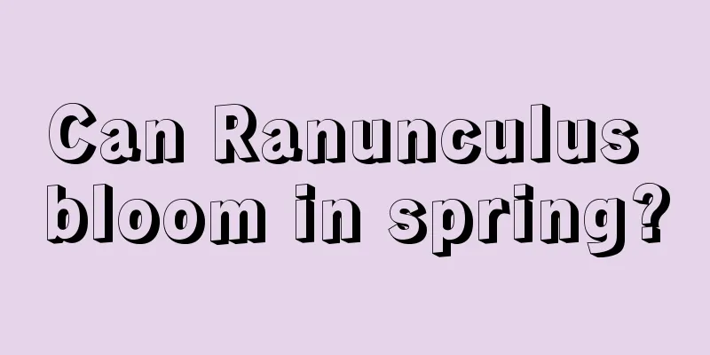 Can Ranunculus bloom in spring?