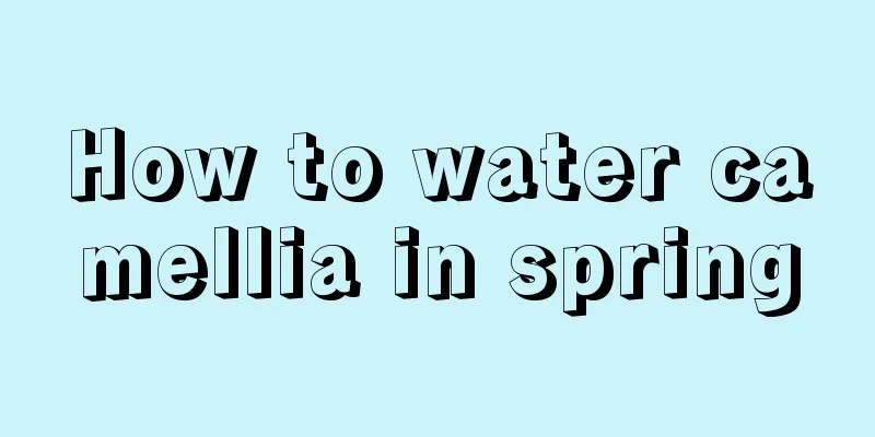 How to water camellia in spring