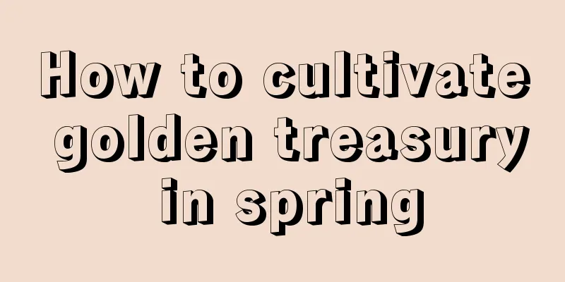 How to cultivate golden treasury in spring