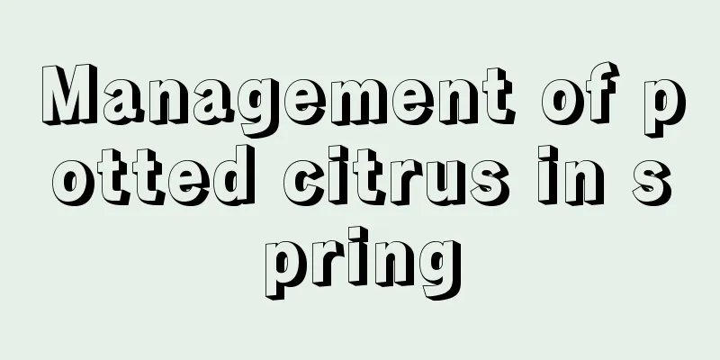 Management of potted citrus in spring