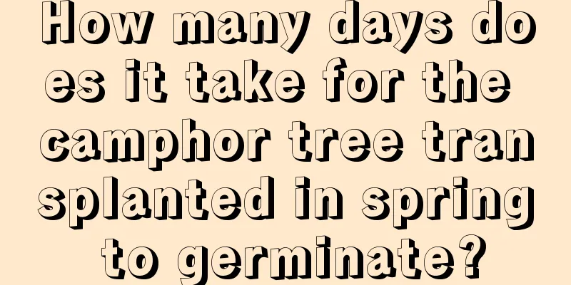 How many days does it take for the camphor tree transplanted in spring to germinate?