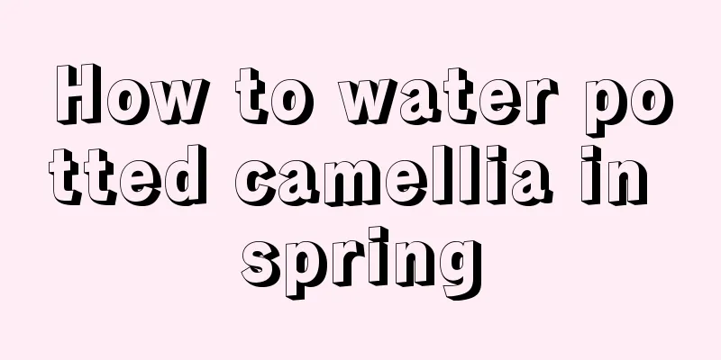 How to water potted camellia in spring