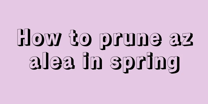 How to prune azalea in spring