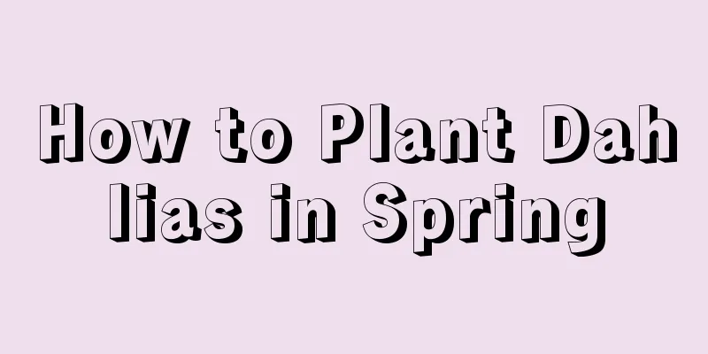 How to Plant Dahlias in Spring