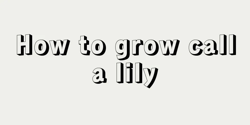 How to grow calla lily