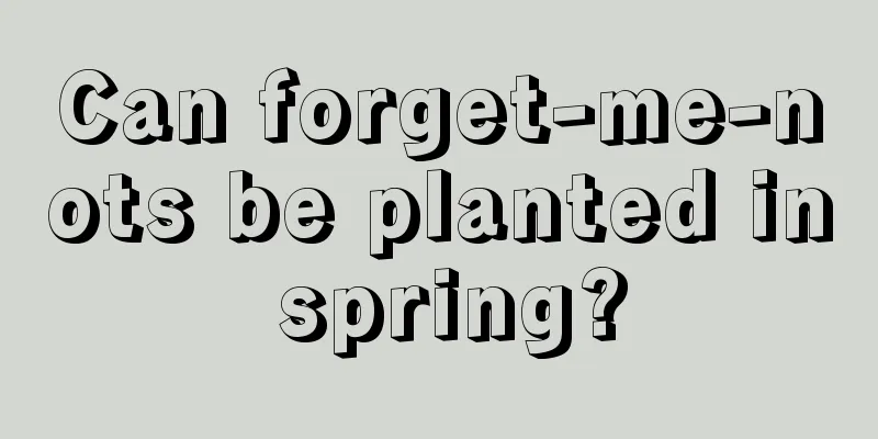 Can forget-me-nots be planted in spring?