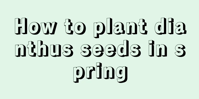 How to plant dianthus seeds in spring