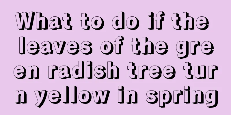 What to do if the leaves of the green radish tree turn yellow in spring