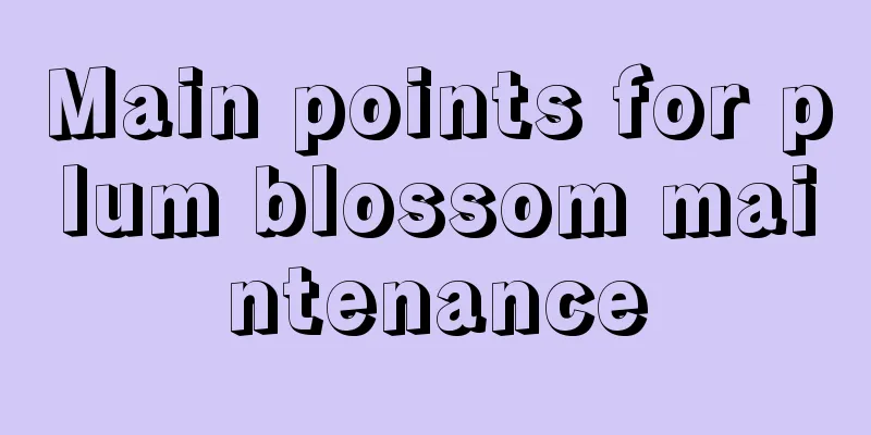 Main points for plum blossom maintenance