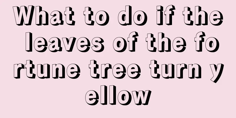 What to do if the leaves of the fortune tree turn yellow