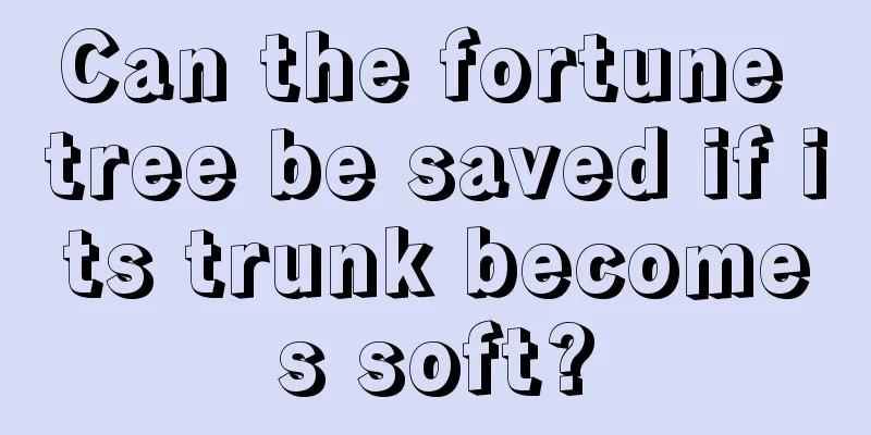 Can the fortune tree be saved if its trunk becomes soft?