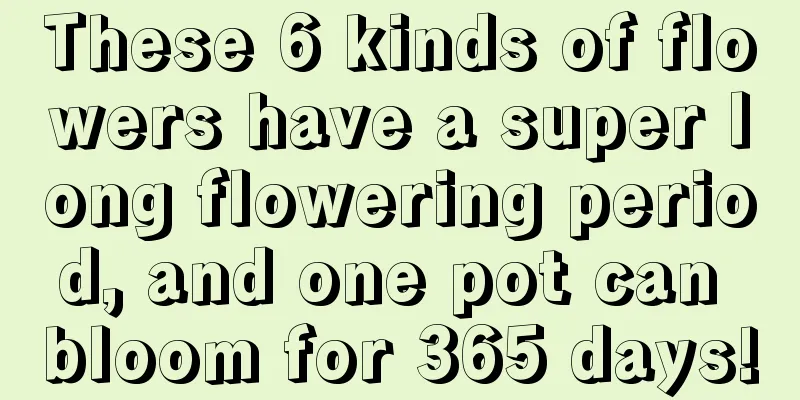 These 6 kinds of flowers have a super long flowering period, and one pot can bloom for 365 days!