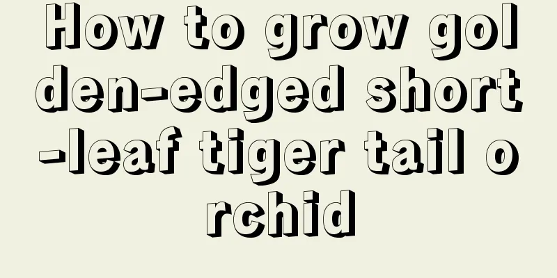 How to grow golden-edged short-leaf tiger tail orchid