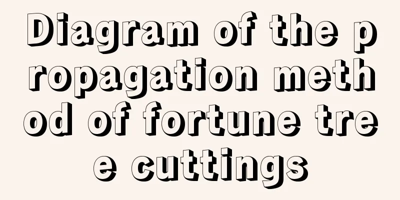 Diagram of the propagation method of fortune tree cuttings