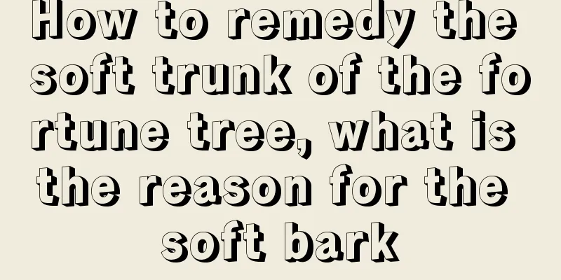 How to remedy the soft trunk of the fortune tree, what is the reason for the soft bark