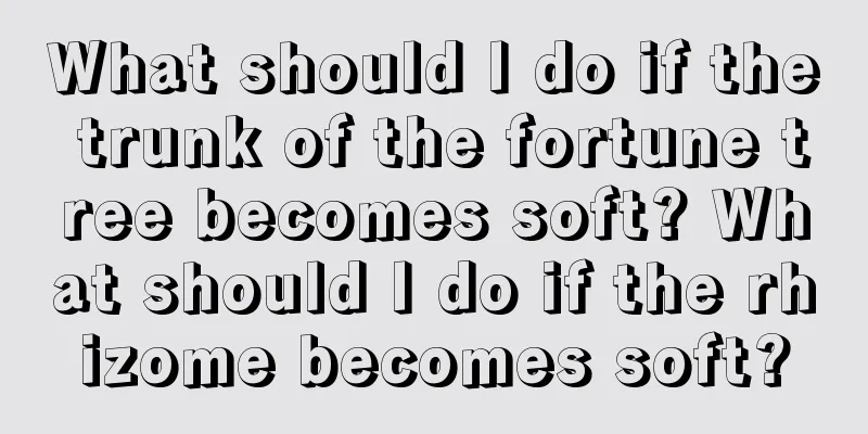 What should I do if the trunk of the fortune tree becomes soft? What should I do if the rhizome becomes soft?