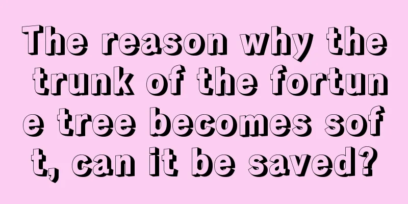 The reason why the trunk of the fortune tree becomes soft, can it be saved?