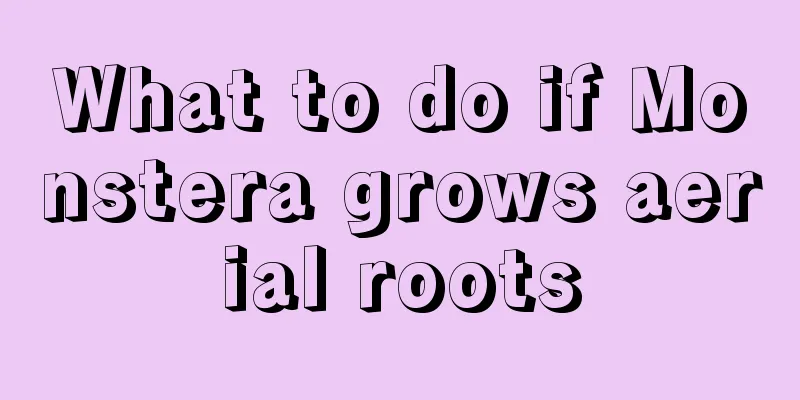 What to do if Monstera grows aerial roots