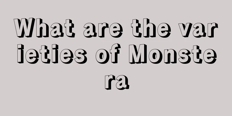 What are the varieties of Monstera