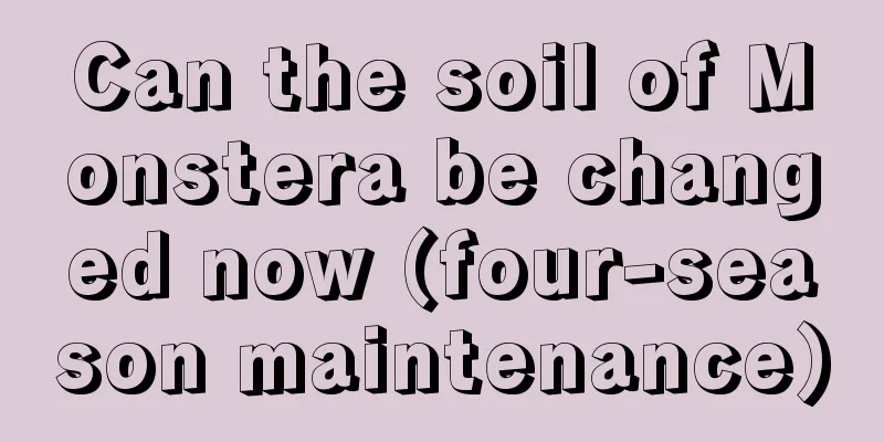 Can the soil of Monstera be changed now (four-season maintenance)