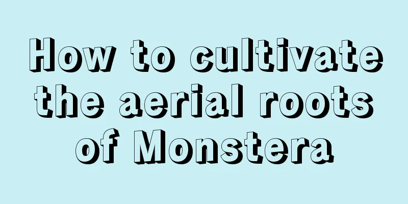 How to cultivate the aerial roots of Monstera