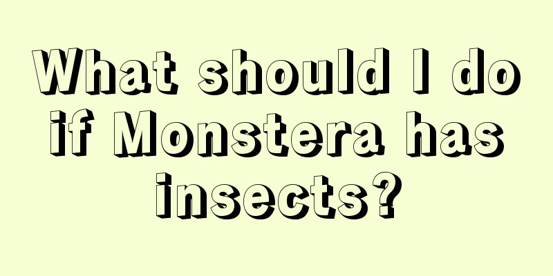 What should I do if Monstera has insects?