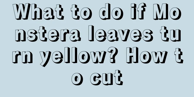 What to do if Monstera leaves turn yellow? How to cut