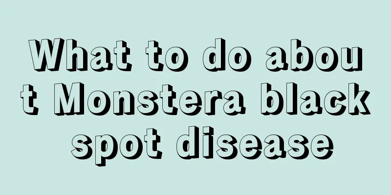 What to do about Monstera black spot disease