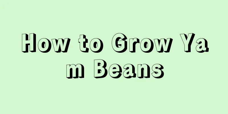 How to Grow Yam Beans