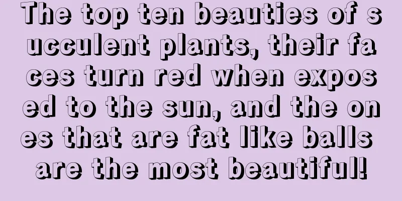 The top ten beauties of succulent plants, their faces turn red when exposed to the sun, and the ones that are fat like balls are the most beautiful!