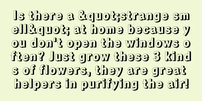 Is there a "strange smell" at home because you don't open the windows often? Just grow these 3 kinds of flowers, they are great helpers in purifying the air!