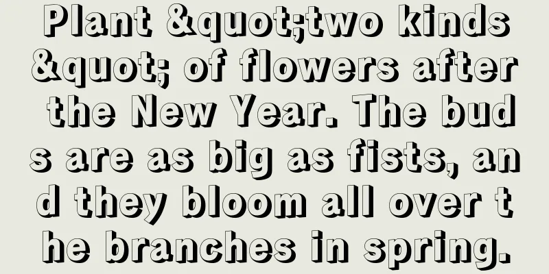 Plant "two kinds" of flowers after the New Year. The buds are as big as fists, and they bloom all over the branches in spring.