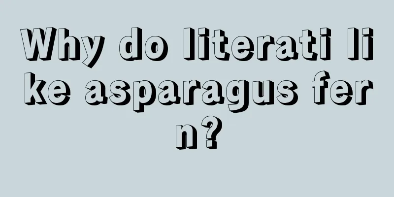 Why do literati like asparagus fern?