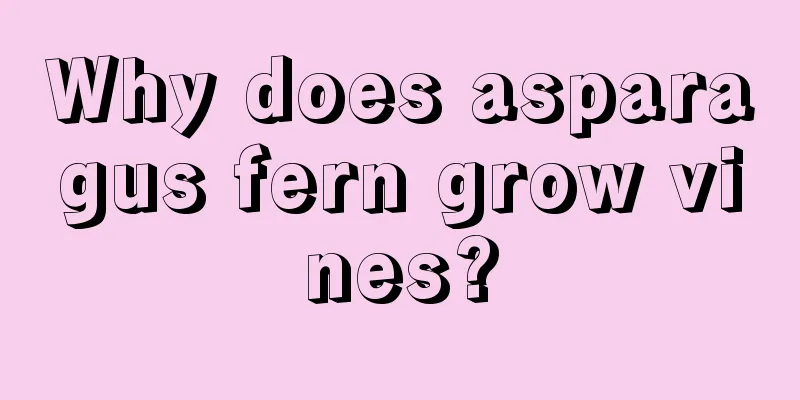 Why does asparagus fern grow vines?